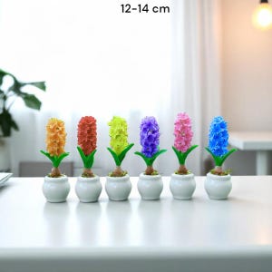 May include: Six colorful hyacinth plants in small white pots. The flowers are in shades of orange, red, yellow, purple, pink, and blue. Each plant is approximately 5-5.5 inches tall, with the text "12-14 cm" above the plants.