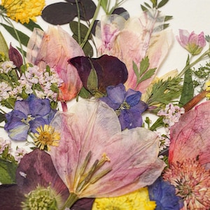 May include: A collection of pressed dried flowers featuring a variety of botanical elements including large pale pink petals, deep purple blossoms, bright yellow florets, small light pink clusters, and various green leaves arranged together.
