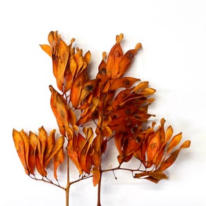 Stunning Orange Seed Pod Cluster - Art Supply - Home Decor - Natural Materials - Craft Supply - Dried Botanicals - Floral Supplies