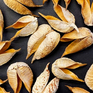 20 Beautiful Red Yucca Seed Pods - Unique Seed Pods - Desert Seed Pods - Art Supplies - Floral Supplies - Dried Botanicals - Craft