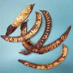 Weathered Honey Locust Tree Seed Pods - Large Seed Pods - Art Supplies - Crafting - Natural Materials - Floral Supplies