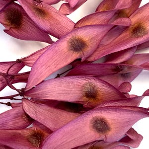 Pink Seed Pod Cluster - Art Supply - Home Decor - Natural Materials - Floral Supplies - Botanical Art - Craft Supplies