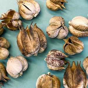 20 Beautiful Red Yucca Seed Pods - Unique Seed Pods - Desert Seed Pods - Art Supplies - Floral Supplies - Dried Botanicals - Craft