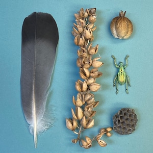 Carefully Curated Curiosity Bundle - Feather - Wasp Nest - Cottonwood Seed Pods - Yucca Seed Pod - Weevil