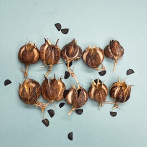 10 Beautiful Red Yucca Seed Pods - Unique Seed Pods - Desert Seed Pods - Art Supplies - Floral Supplies - Dried Botanicals - Craft