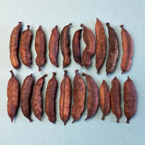20 Small Dark Brown Seed Pods - Unique Seed Pods - Desert Seed Pods - Art Supplies - Floral Supplies - Dried Botanicals - Crafting