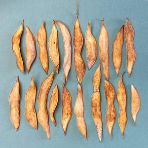 20 Golden Seed Pods - Unique Seed Pods - Desert Seed Pods - Art Supplies - Floral Supplies - Dried Botanicals - Crafting