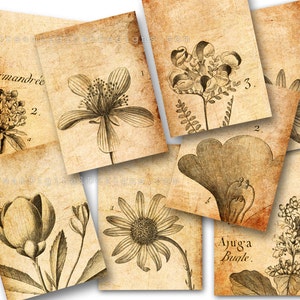 Botanical Drawings, Collage Sheet, Tags, ACEO, Vintage Images, Aged Paper, Digital Background