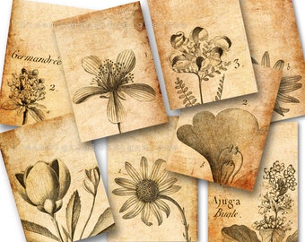 Botanical Drawings, Collage Sheet, Tags, ACEO, Vintage Images, Aged Paper, Digital Background