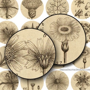 Botanical 1 inch Circles, Digital Collage Sheet, Vintage Floral, Digital Botanical image 1