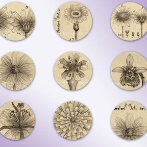 Botanical 1 inch Circles, Digital Collage Sheet, Vintage Floral, Digital Botanical image 3