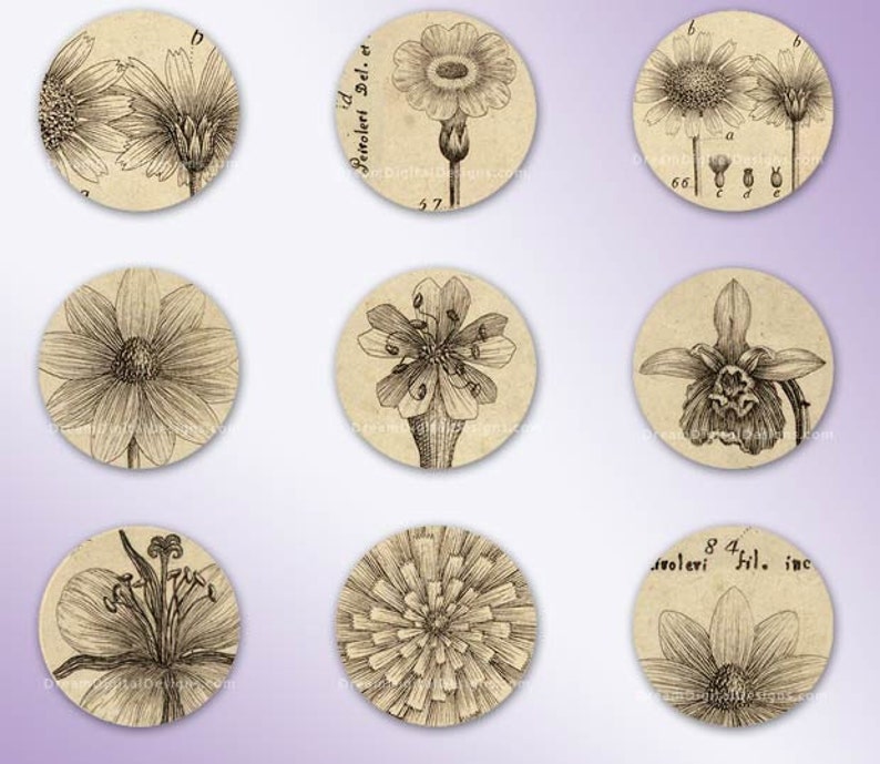 Botanical 1 inch Circles, Digital Collage Sheet, Vintage Floral, Digital Botanical image 3