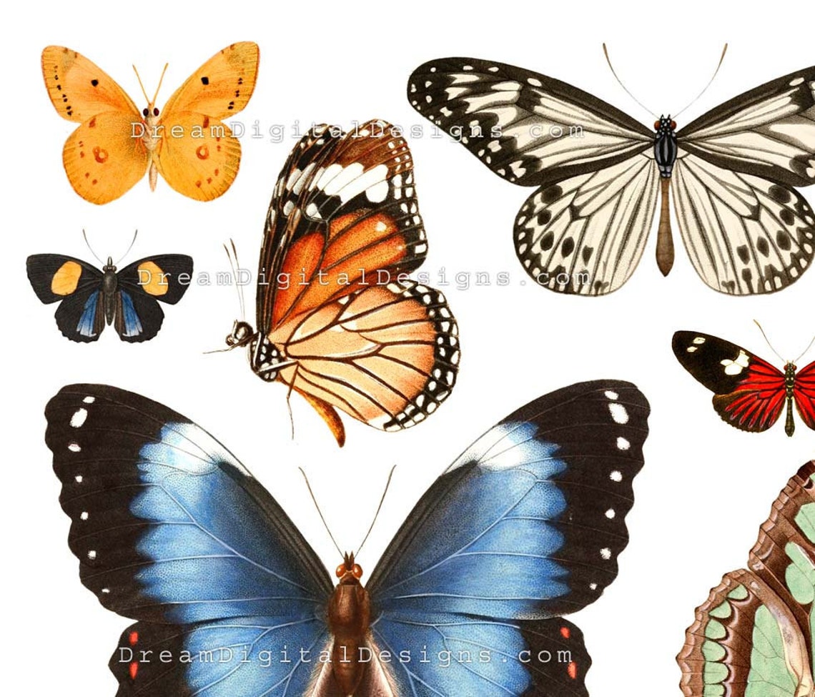Butterflies Digital Collage Sheet, Butterfly, Vintage Illustrations