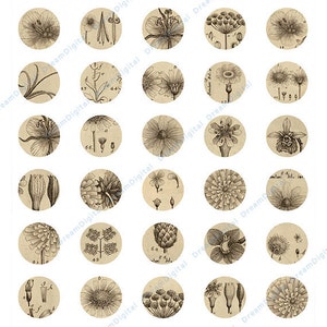 Botanical 1 inch Circles, Digital Collage Sheet, Vintage Floral, Digital Botanical image 2