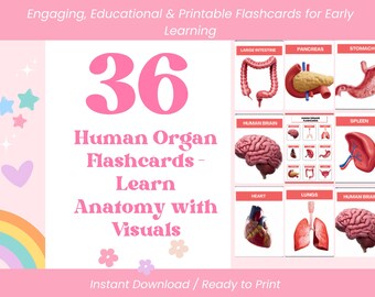 Do druku 36 kart edukacyjnych z anatomią narządów ludzkich dla dzieci – karty do nauki anatomii do nauki w domu i w klasie, pobierz plik PDF z biologii
