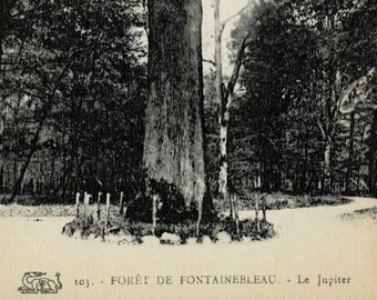1909 Jupiter Oak Tree Fontainebleau Forest France Vintage Postcard GetLuckyVintage