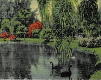 1951 Florida Tropical Gardens Lake Vintage Postcard GetLuckyVintage