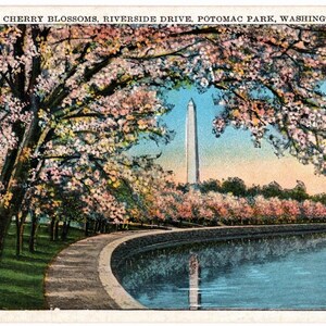 May include: A vintage postcard featuring a scene of pink cherry blossoms in bloom along a curved stone path by a body of water, with the Washington Monument in the distance. The text at the top reads: JAPANESE CHERRY BLOSSOMS, RIVERSIDE DRIVE, POTOMAC PARK, WASHINGTON, D. C.
