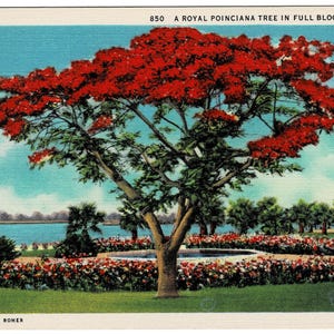 May include: Vintage postcard featuring a Royal Poinciana tree in full bloom in Florida. The tree has vibrant red flowers and green leaves. The background shows a lake, palm trees, and a flower bed. Text on the card reads "850 A ROYAL POINCIANA TREE IN FULL BLOOM, FLORIDA."