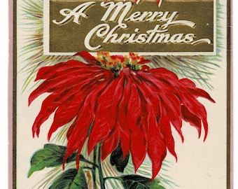 1912 Poinsettia Scarlet Blooms of Christmas Postcard