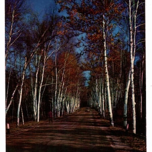 May include: A vintage postcard featuring a path through a forest of tall trees with white bark and autumn foliage. The road is brown and leads into the distance, with a dark blue sky above.