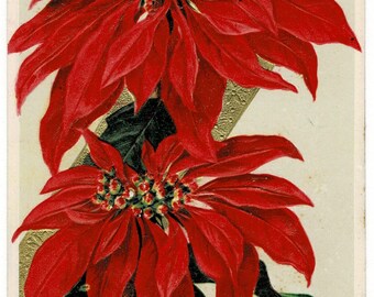 1911 Pretty Poinsettias Christmas Postcard by Winsch