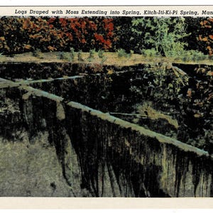 May include: Vintage postcard featuring a scenic view of Kitch-Iti-Ki-Pi Spring in Manistique, Michigan. The image shows logs draped with moss extending into the spring, with lush greenery in the background. The postcard has a vintage aesthetic.