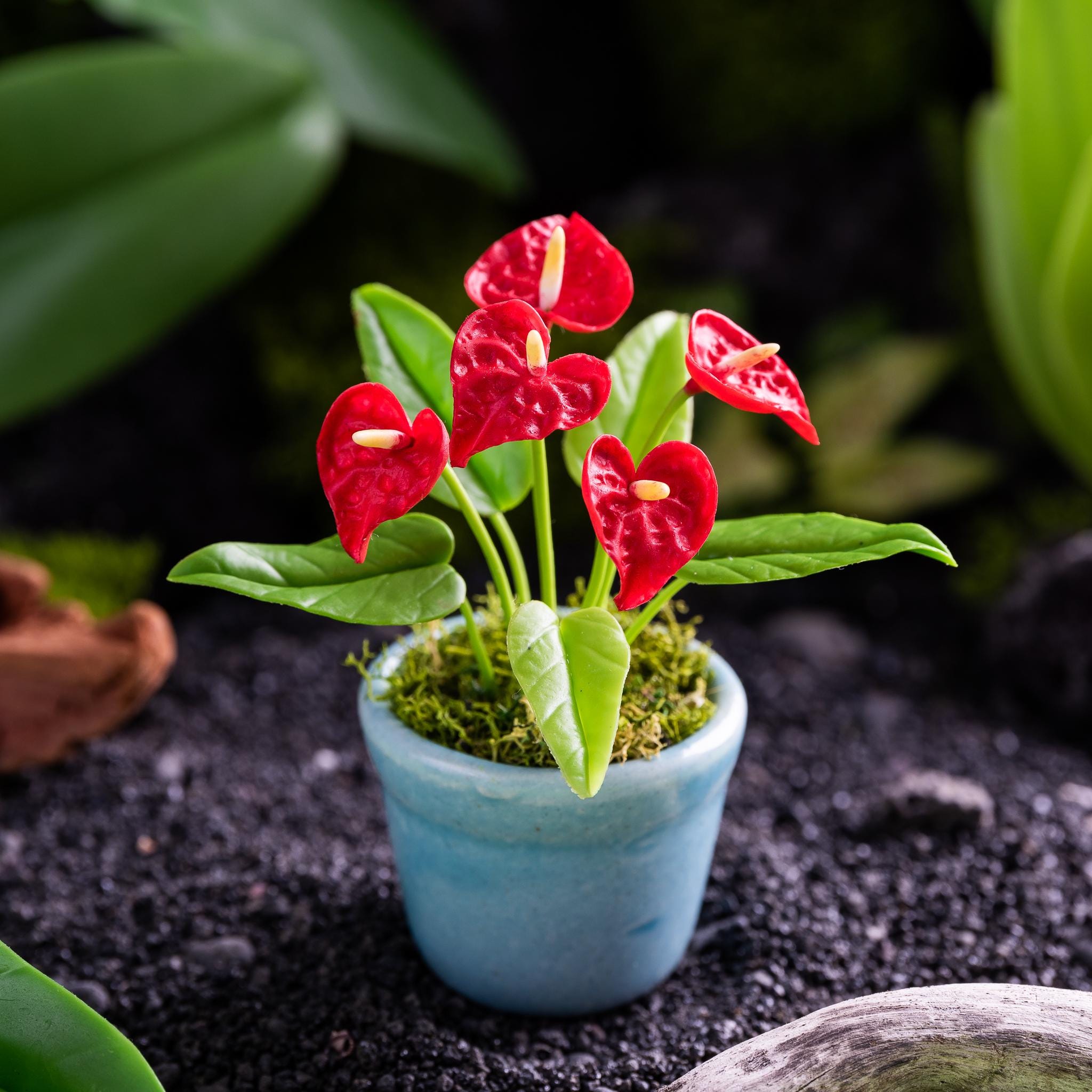 Mini Anthurium Plant - Etsy