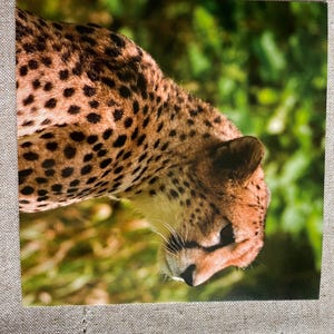 Set of 2 NEW Animals Postcards | Great for Postcrossing | Postcards | Postcrossing