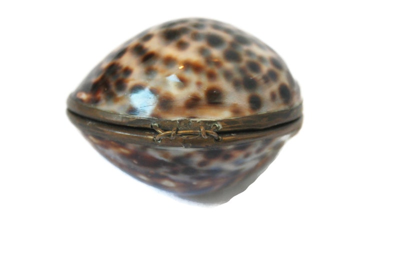 Natural Sea Shell Box  /  Hinged Cowrie Box with Brass Trim image 0