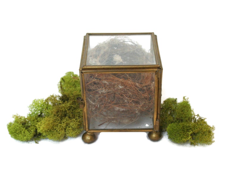 Vintage Glass and Brass Hinged Box  / Display Box with Natural image 0