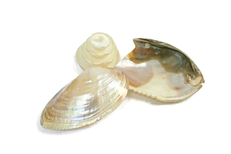 Natural Sea Shells  / Seashell Collection  / Three Polished image 0