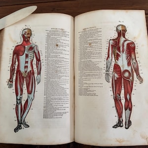 May include: Open book with anatomical illustrations of the human muscular system. The illustrations are in red and white, showing the front and back views of the body. A bone-handled knife rests on the book's edge.
