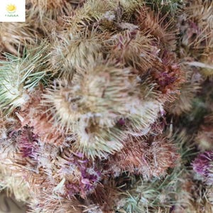Venta al por mayor de Bardana Seca – Flores y Semillas (Cosecha Fresca) / Arctium