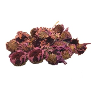 Echinacea flowers Wholesale available  /Echinacea purpurea