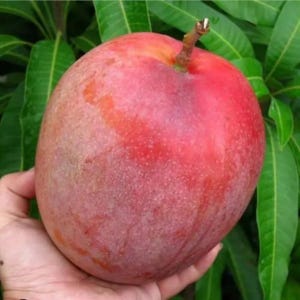 4 Miyazaki Mango Seeds. Very Rare Japanese Mango