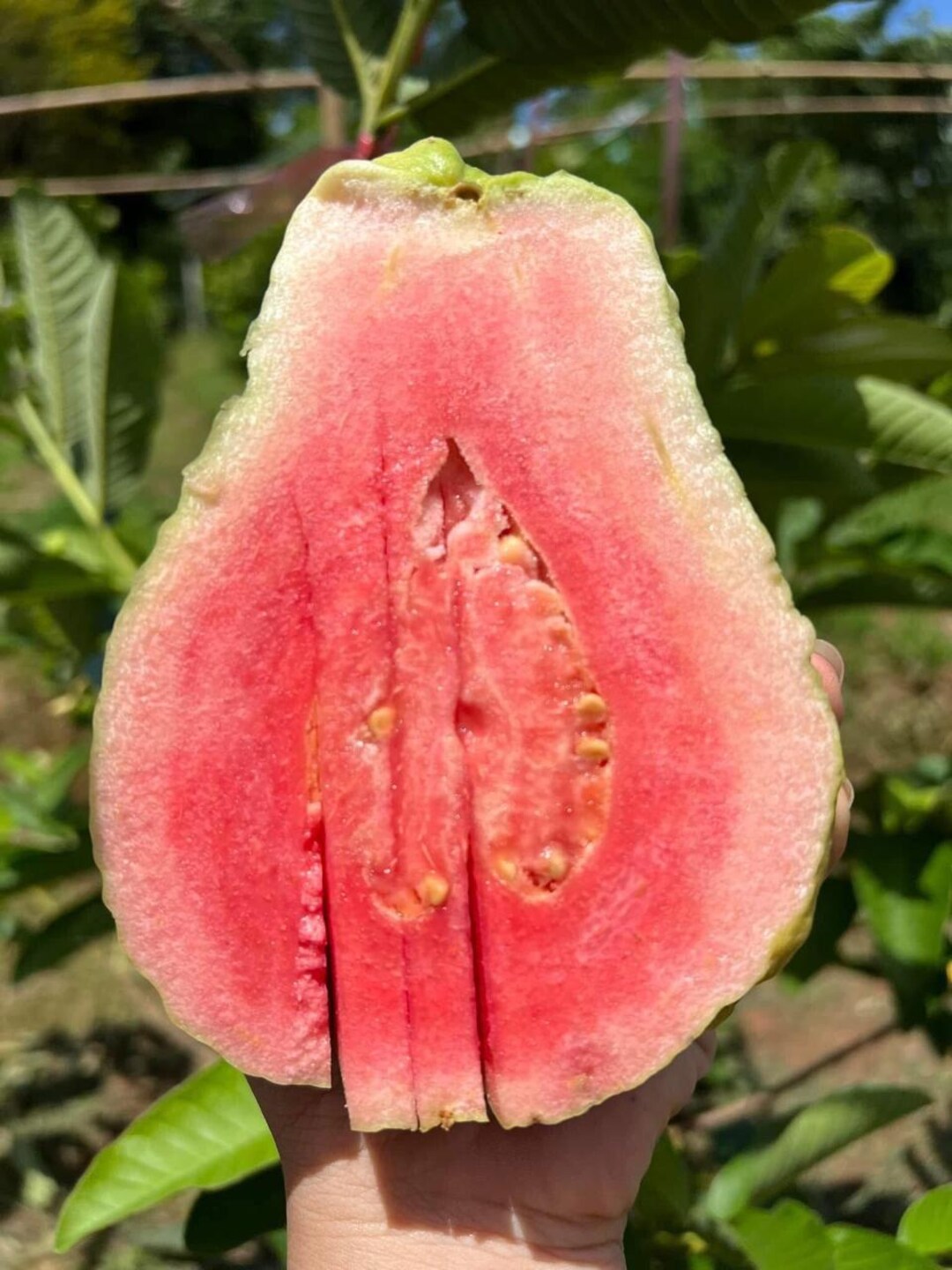 25 of Giant Thaiwan Red Guava S.e.e.d.s Fresh S.e.e.d.s (psidium Gujava ...