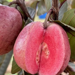 50+ Japońskich Czerwonych Nasion Guawy Rzadkie Świeże Żywe Nasiona Nie GMO Heirloom