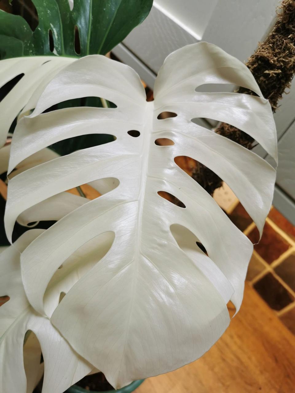 Very Rare Variegated Monstera Albo - Extra White High Variegation 8 Cuttings