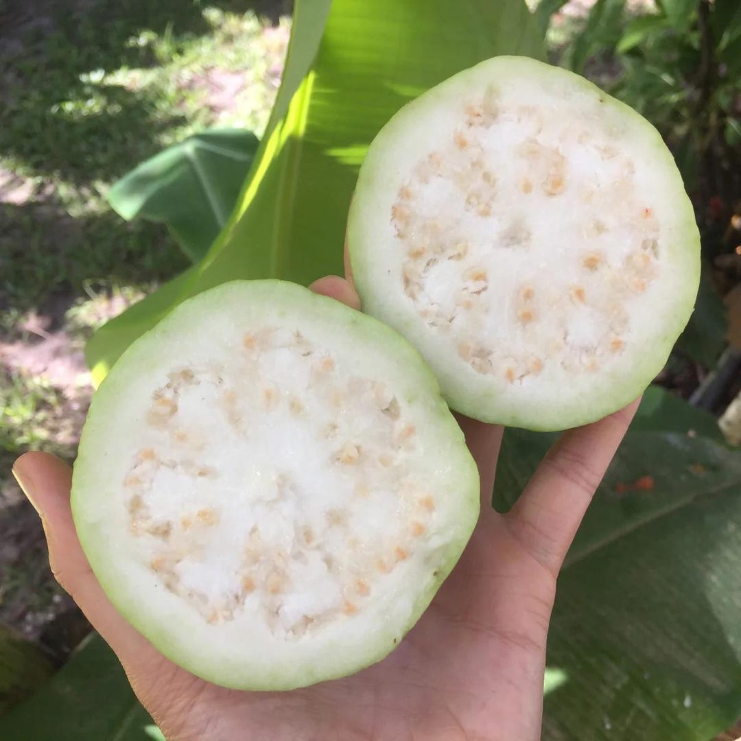 100+ Rare White Guava(gujava) Seeds for Planting - Etsy