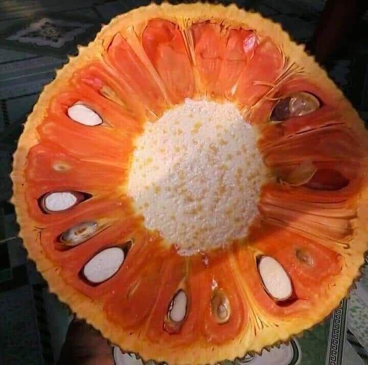 10 Red lava jackfruit seeds