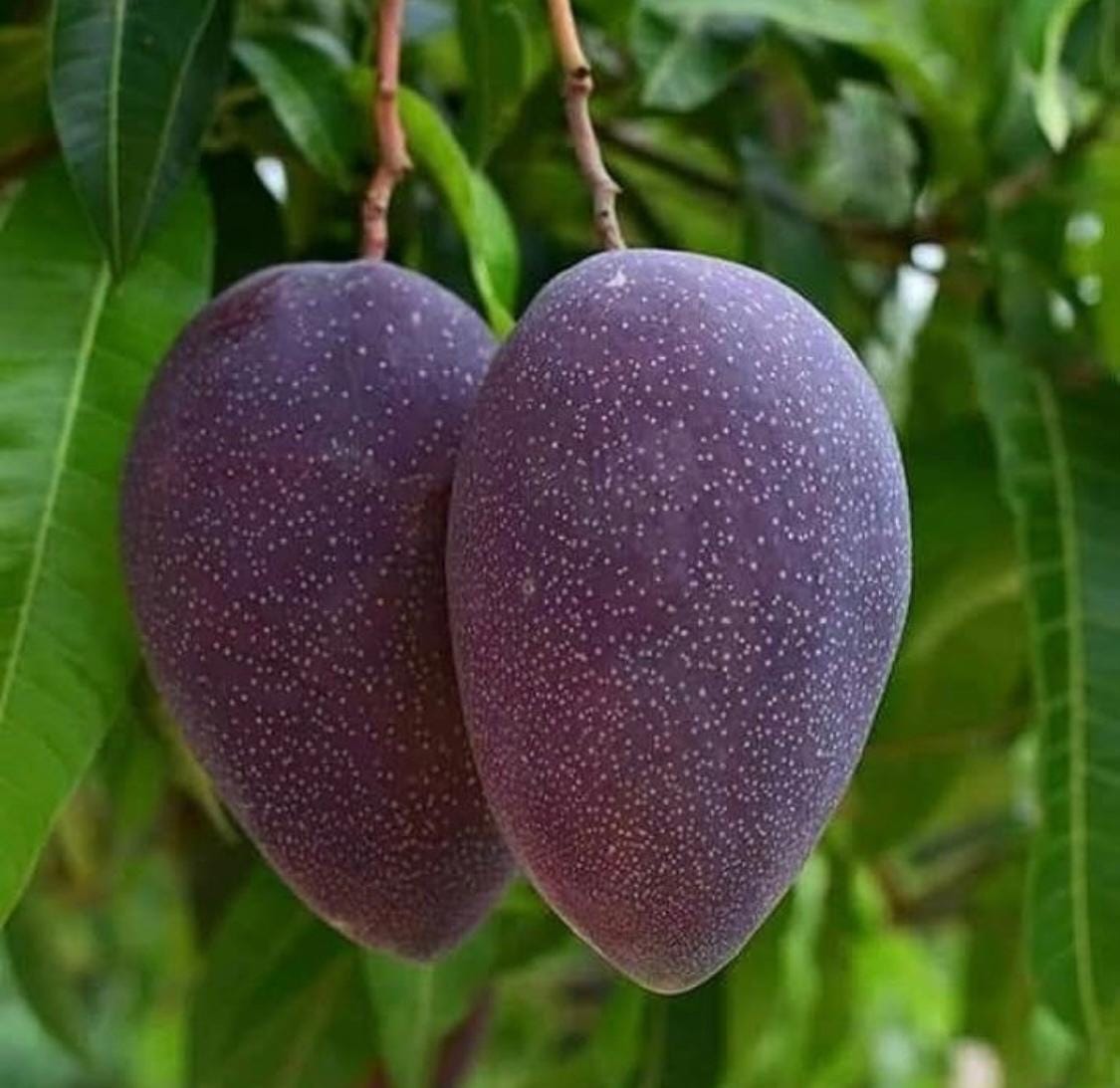 3 Black Mango/Seeds High Gemination/Sweet Fruit Non GMO