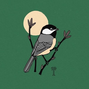 Black-capped Chickadee (Giclee Print)