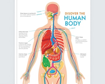 Beschäftigungspaket – Anatomie zum Ausmalen & Skelett-Puzzle (PDF)