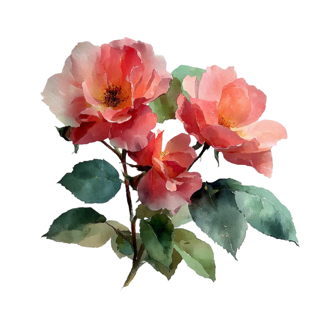 Watercolor Roses Peonies Floral Illustration Set 23 PNG - Etsy