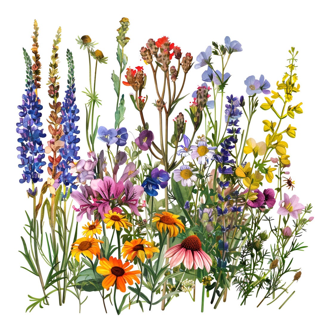 Wildflower Illustration Set Botanical Floral Art 59 PNG - Etsy