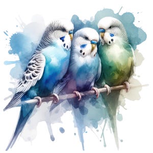24 PNG Budgerigar Watercolor Clipart,Transparent Background PNG,High Resolution Images,Commercial Use Clipart,Digital Clipart,Bird Png