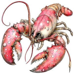 May include: A detailed illustration of a lobster with a pink and white shell. The lobster has large claws, long antennae, and big, expressive eyes. The artwork is done in a watercolor style, with visible brushstrokes and shading.