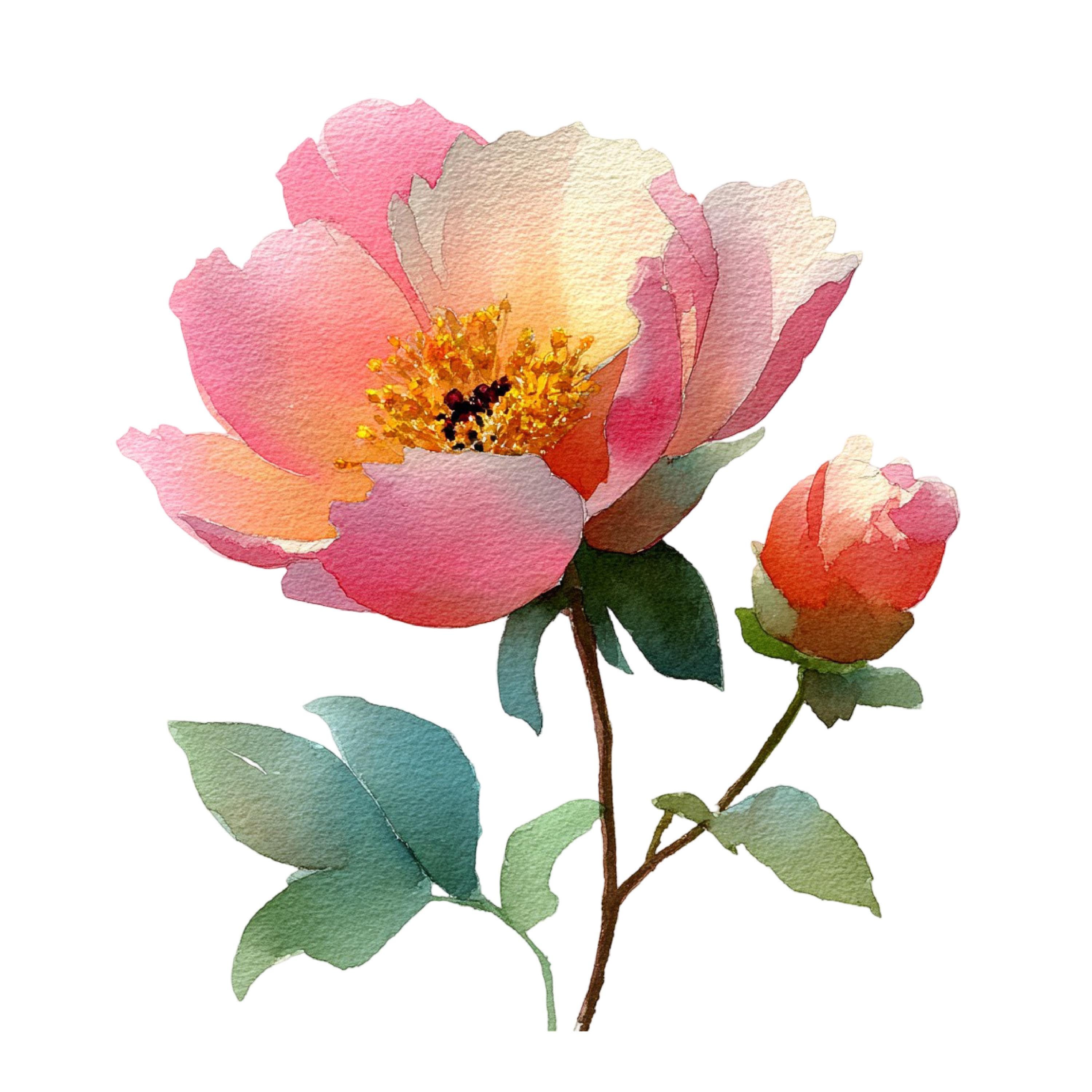 Watercolor Roses Peonies Floral Illustration Set 23 PNG - Etsy