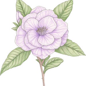 30 PNG de flores atemporales vintage, clipart de acuarela, PNG de alta calidad, descarga digital, manualidades de papel, diarios basura, flores de boda